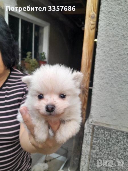 Продавам немски шпиц, снимка 1