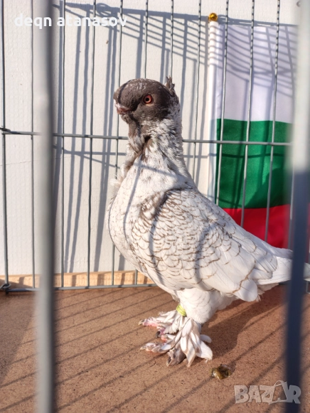 Блондинети, снимка 1