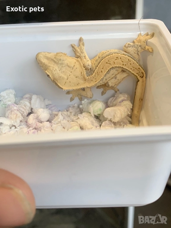 Ресничест гекон, бананояден гекон, Rhacodactylus ciliatus, снимка 1