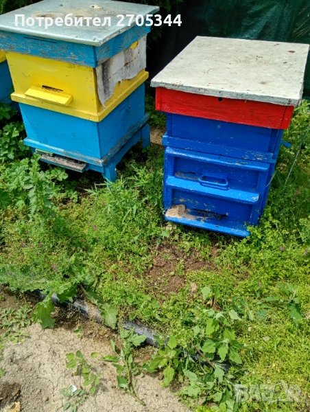Пчелни семейства град Пазарджик , снимка 1
