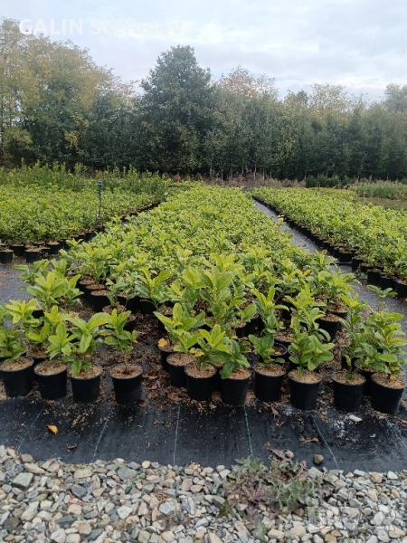 лавровишна около 30 40 см цена 6 лева , снимка 1