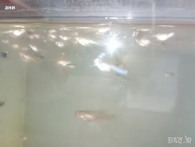  Рибки Гупи тигрови , снимка 1