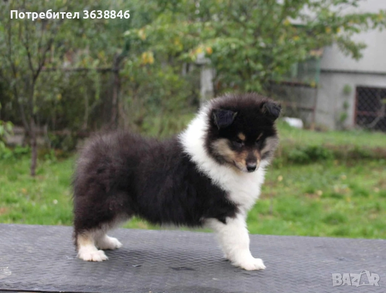 Шотландска овчарка(коли), снимка 1