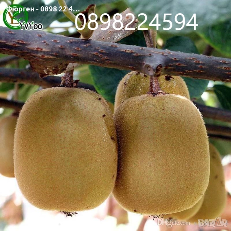 Фиданки Киви Голд - Златно киви, снимка 1