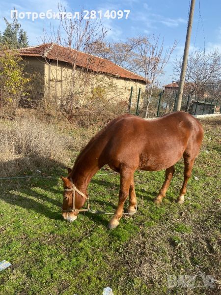 Работна и кротка кобила, снимка 1