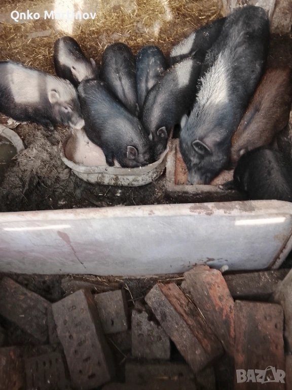 Китайски прасета , снимка 1