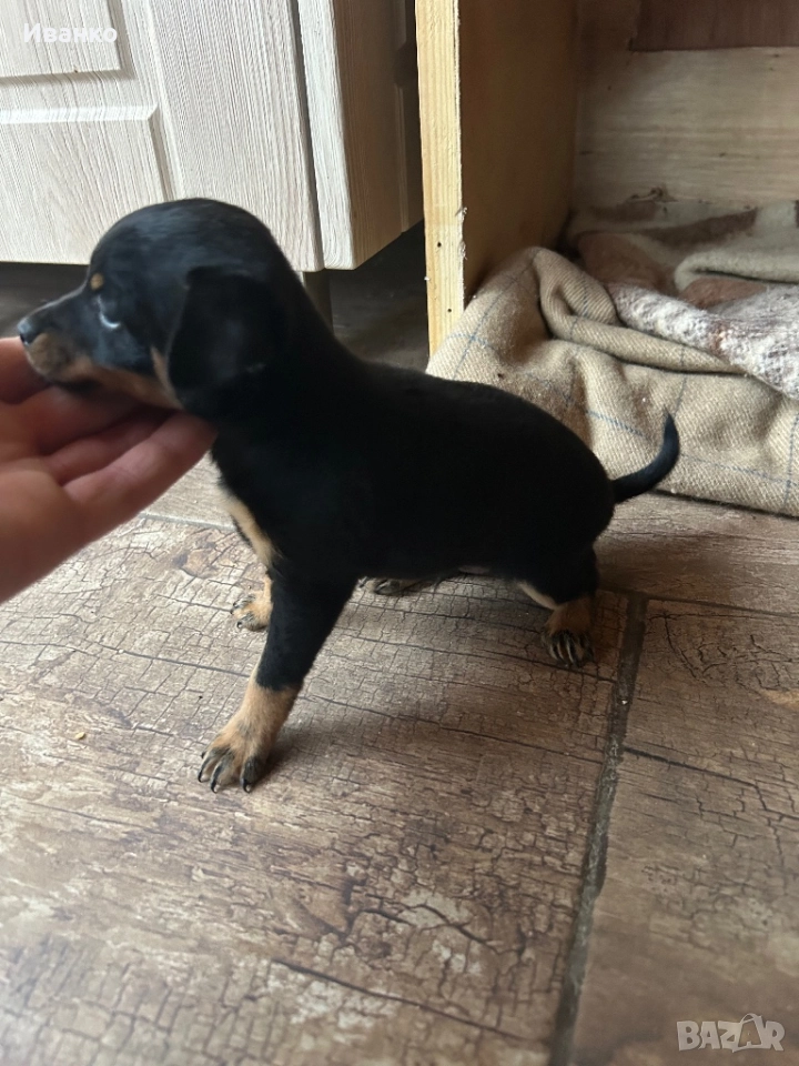 Кученца мини пинчер, снимка 1