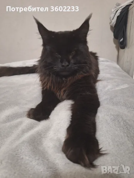 Красив чистокръвен мейн куун търси дама за създаване на поколение, снимка 1