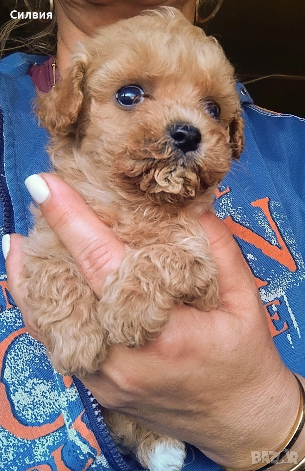 предлагам малтипу мъжки и женски , снимка 1