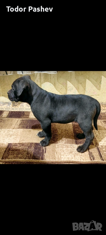 Кане корсо , снимка 1