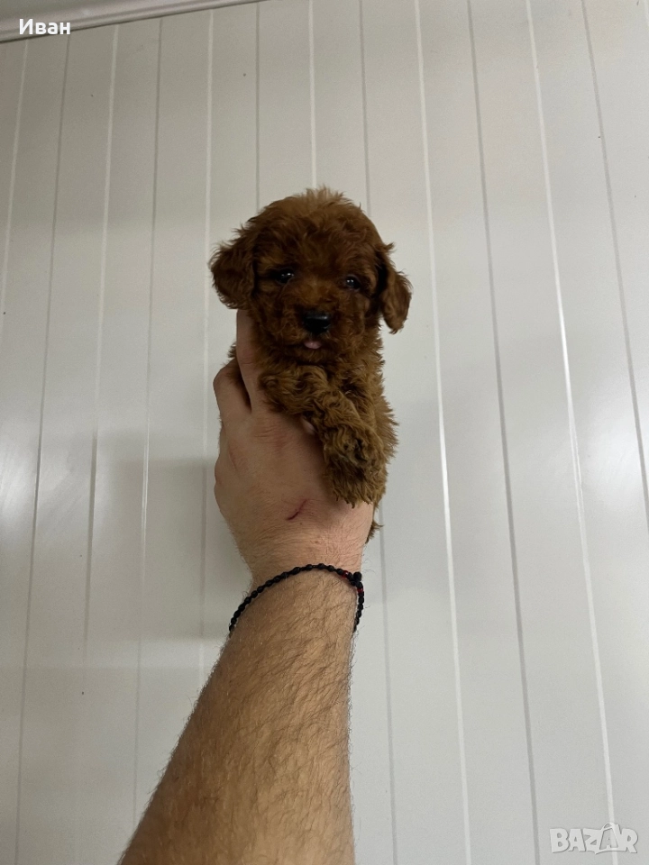 Той пудел / toy poodle, снимка 1