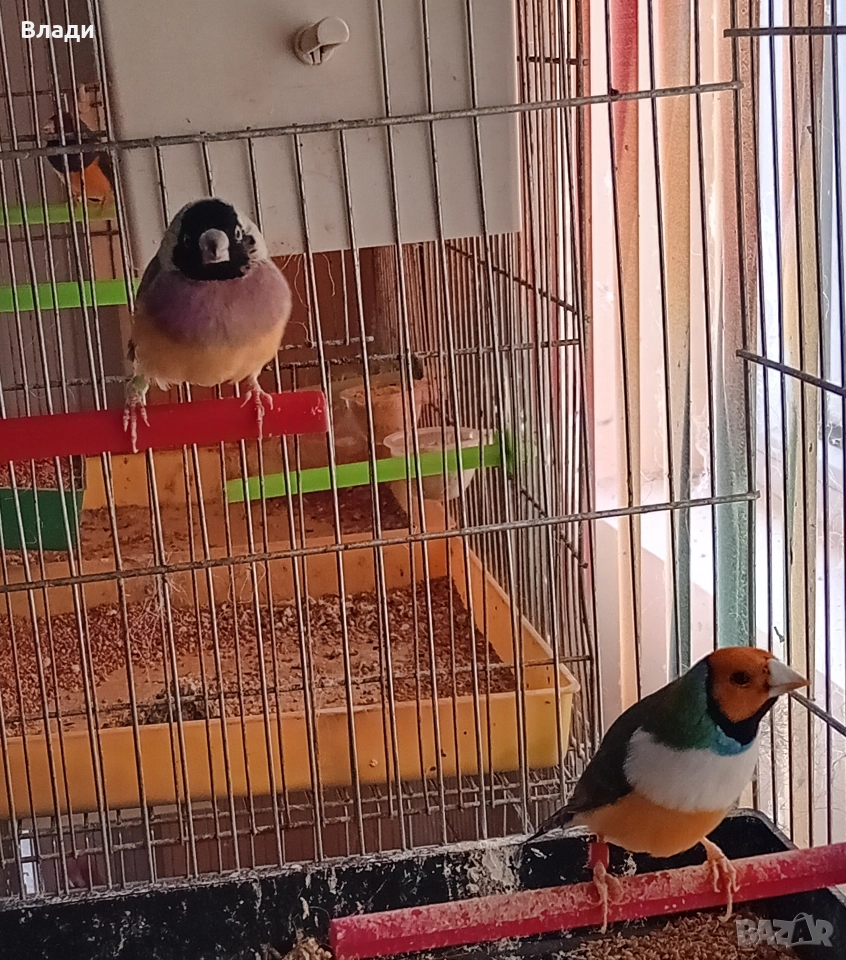 Гулдови амадини, снимка 1