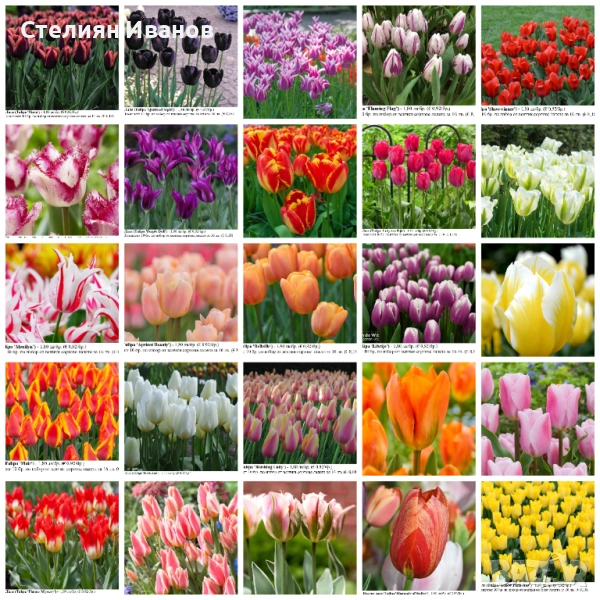 СОРТОВИ ЛАЛЕТА – ЛУКОВИЦИ - част 2, снимка 1