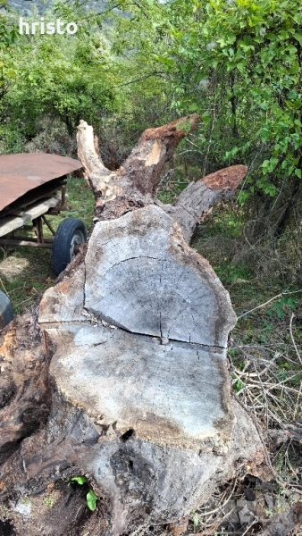 корен от орех изводен, снимка 1