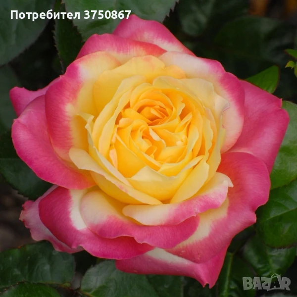 🌹 РОЗА 🌹 Oriental PEACE® Baipeace 🌹, снимка 1