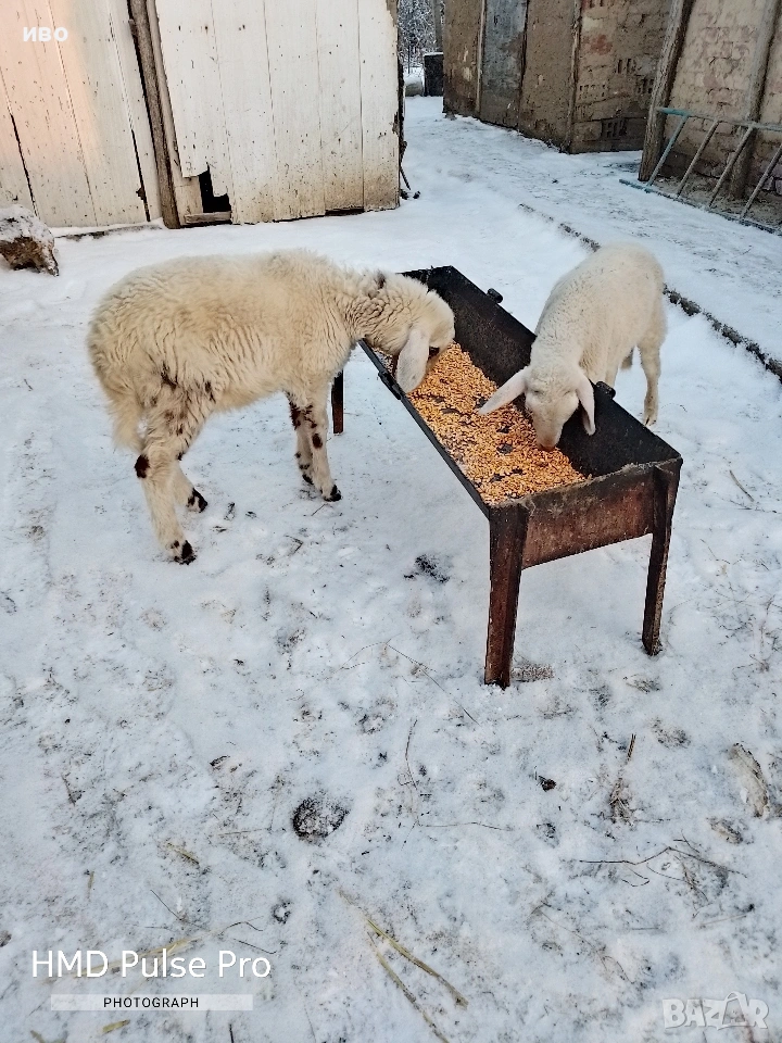 агнета , снимка 1