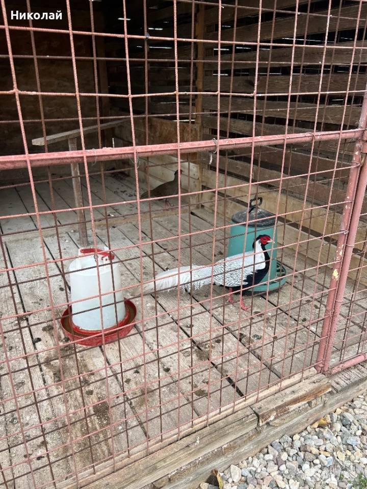 Продавам чифт Сребърни фазани и чифт Индийски пауни, снимка 1