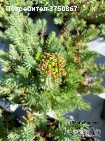 💚💛💚 Сукулент - Седум рефлексум/Sedum reflexum 💚💛💚, снимка 2 - Градински цветя и растения - 45633794