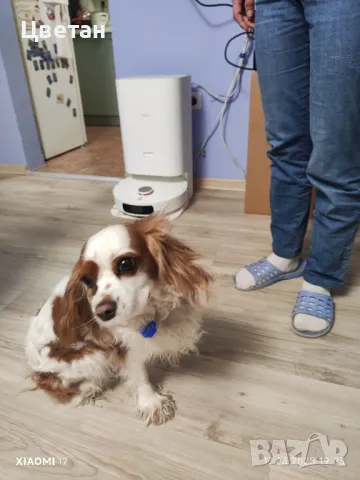 търся мъжки кавалер кинг чарлз, снимка 3 - Търси партньор - 49533284