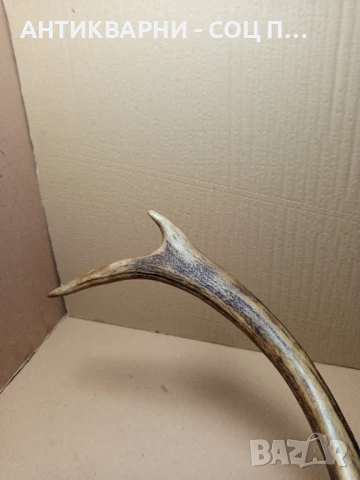 Стар Голям Единичен Еленски Рог Рога., снимка 7 - Антикварни и старинни предмети - 51321602