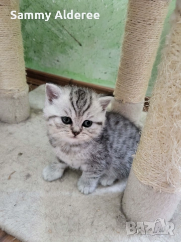 Британски, шотландски котета пухчета, снимка 2 - Британска късокосместа - 53852203