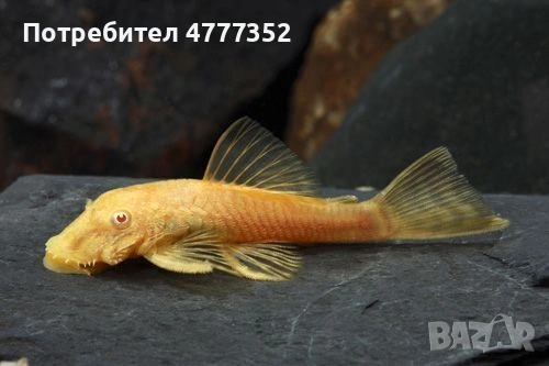 Продавам чифтове анцитруси 