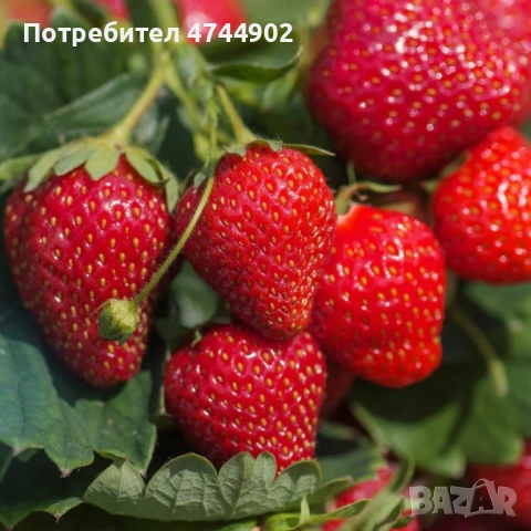 Prodavam razsad qgodi celogodishen sort Сийскейп, снимка 3 - Разсади - 53576655