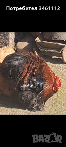 Чифт Мини кохин 