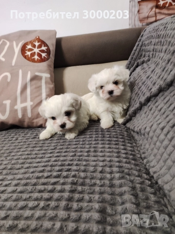 Малтийска болонка, снимка 2 - Болонка - 52809397