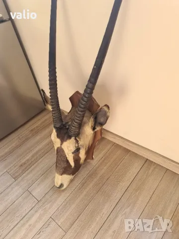 Трофей на антилопа Гемсбок, снимка 3 - Други - 50184511