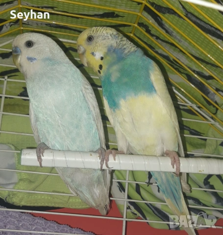 Папагали с кледка