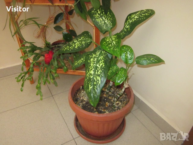 Canon PowerShot A1200  -  12.1мРх, снимка 18 - Фотоапарати - 54298934