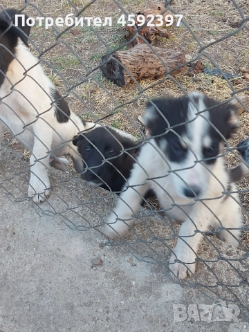 Кученца , снимка 6 - Други - 51697843
