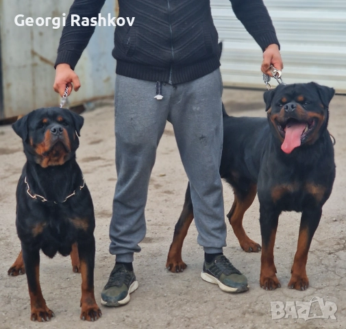 Ротвайлери , снимка 13 - Ротвайлер - 52298947