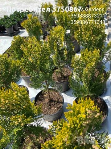 Източна туя „Златиста“ (Thuja orientalis Aurea Pyramidalis), снимка 5 - Градински цветя и растения - 45301987