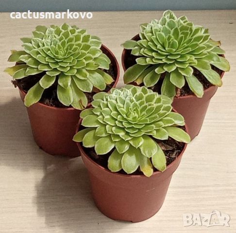 Aeonium tabuliforme f. variegata , снимка 3 - Стайни растения - 46682589