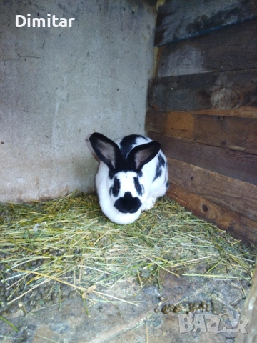 Продавам зайци. , снимка 4 - Други - 54025559