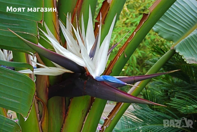 Стрелиция - Nicolai