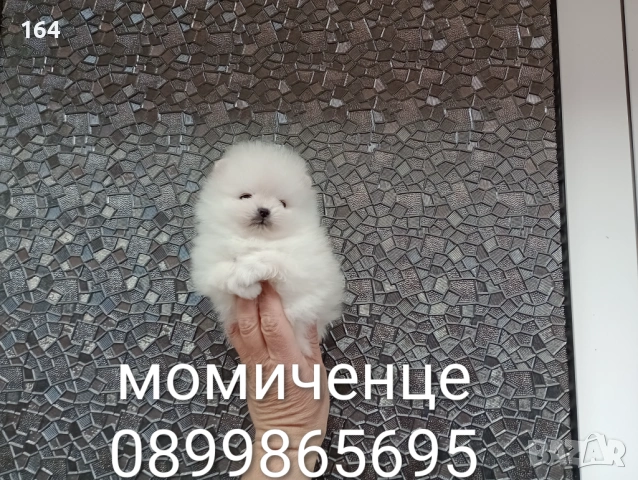 Бели миниатюрни минита. Померани. Реални снимки от 02.03.26 г. , снимка 8 - Померан - 53681333