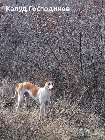 Хрътки, снимка 6 - Хрътка - 53426199