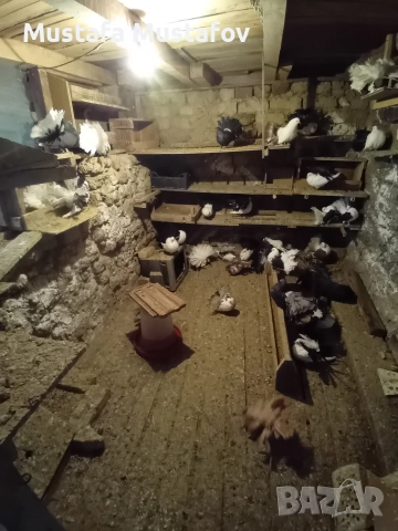 ПРОДАВАМ ФЕНЕРЛИИ , снимка 10 - Гълъби - 52806875