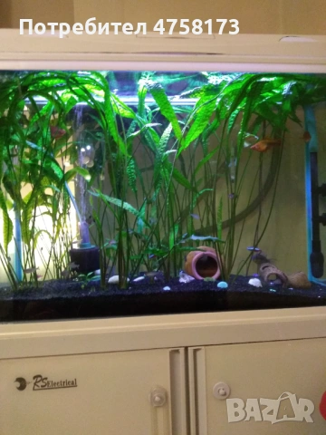 Гигантски Криптокорини, снимка 2 - Рибки - 53749011