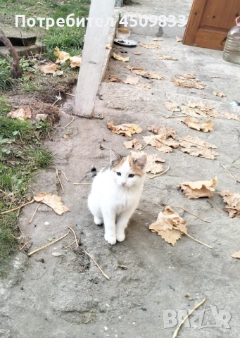 Отдам котенца в добри ръце, снимка 4 - Други - 52618310