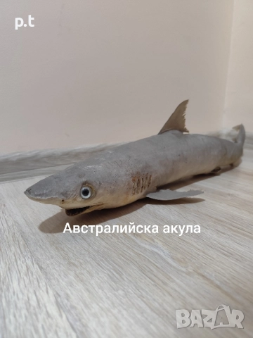 Препарирани акули, снимка 7 - Колекции - 51553146