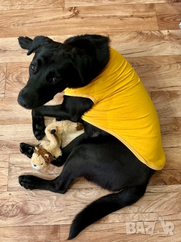 Тениска за голямо куче. Дрехи за големи кучета. Блузка за куче. Кучешки дрехи 3XL 4XL 5XL , снимка 10 - За кучета - 52460208