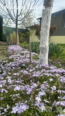 Флокс цикламен и светло син. , снимка 4 - Градински цветя и растения - 53818163