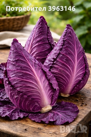 Семена за Стотинки, снимка 4 - Сортови семена и луковици - 52838410