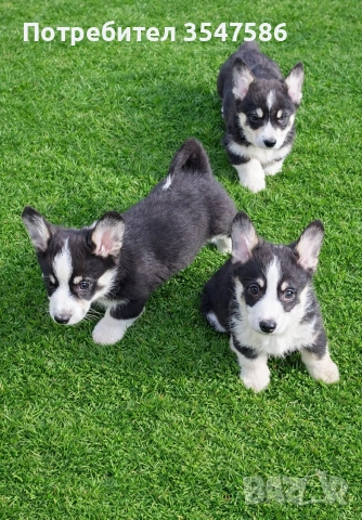 Трицветни кученца Уелско корги пембрук - мъжки