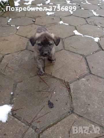 Женски кангал Анадолска овчарка