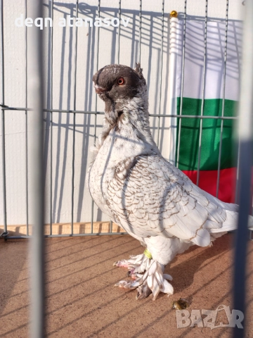 Блондинети